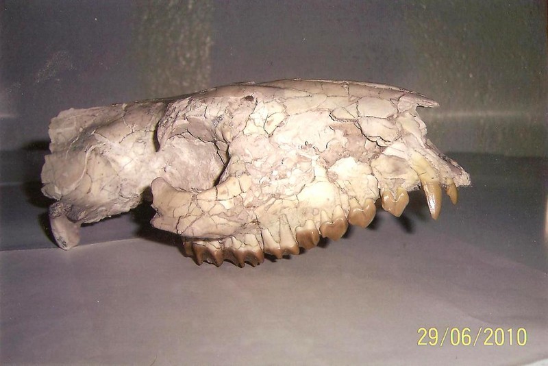 Oreodon USA 30 εκατ. ετών