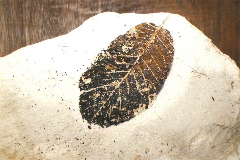 Φύλλο δέντρου Βεγόρα 5-10 εκατ. ετών