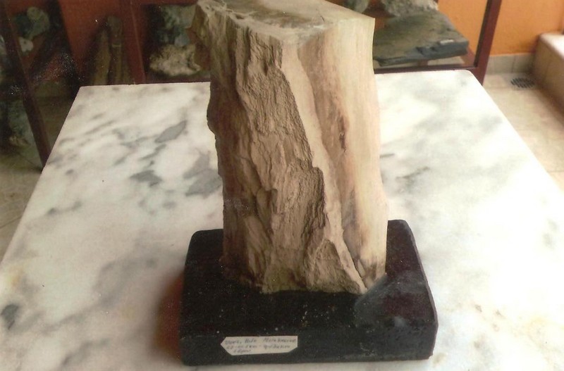 Απολιθωμένο ξύλο εποχής Μειόκαινου Έβρος