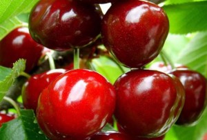 cherries_27-11