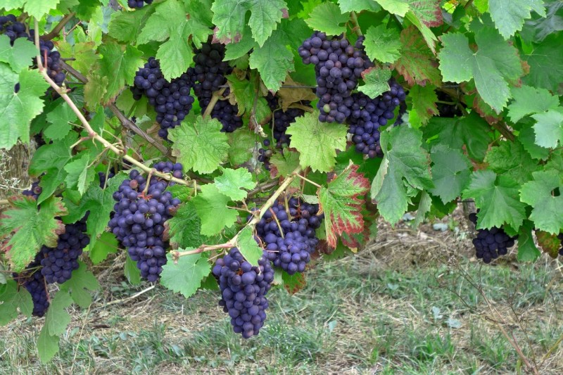 grapes-453811_1280