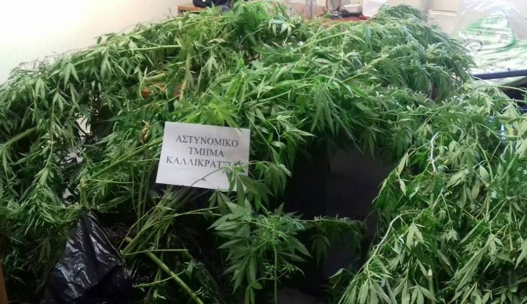 Συνελήφθη 50χρονος στη Χαλκιδική για καλλιέργεια κάνναβης