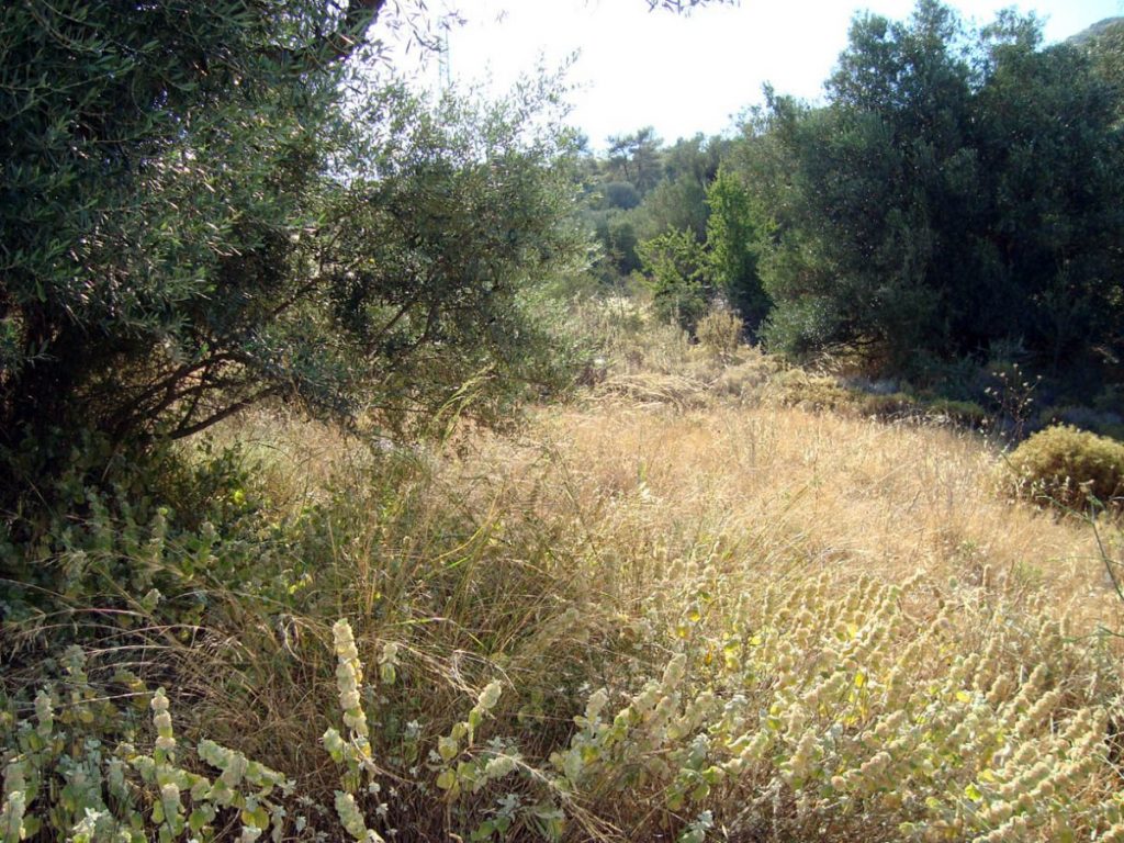Ανακοίνωση - υπενθύμιση απότο Δήμο Σκύδρας για την υποχρεωτική αποψίλωση ιδιωτικών οικοπέδων
