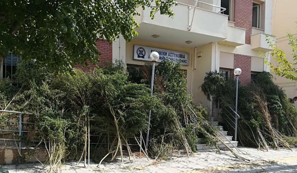 Συνελήφθη 35χρονος από αστυνομικούς του Αστυνομικού Τμήματος Παιονίας για καλλιέργεια κάνναβης
