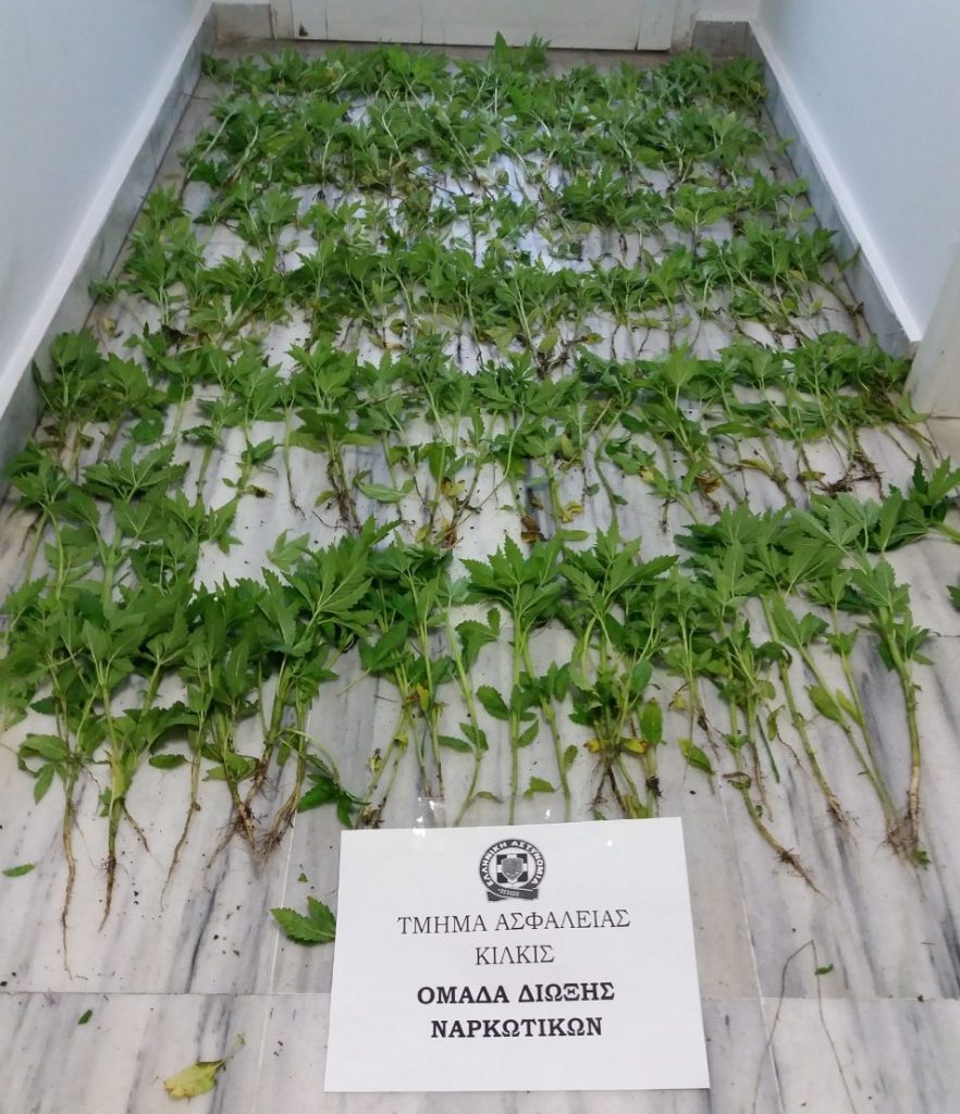 Συνελήφθη 64χρονος σε περιοχή της Θεσσαλονίκης για καλλιέργεια δενδρυλλίων κάνναβης