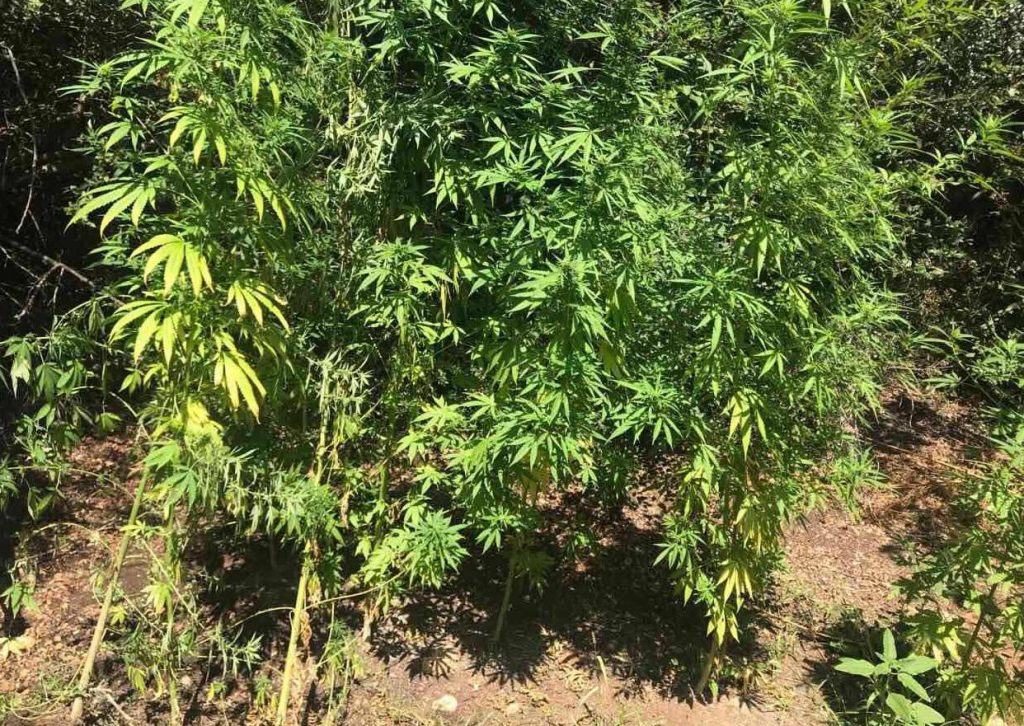 16-8-2019 Συνελήφθη 63χρονος στην Πιερία για καλλιέργεια δενδρυλλίων κάνναβης