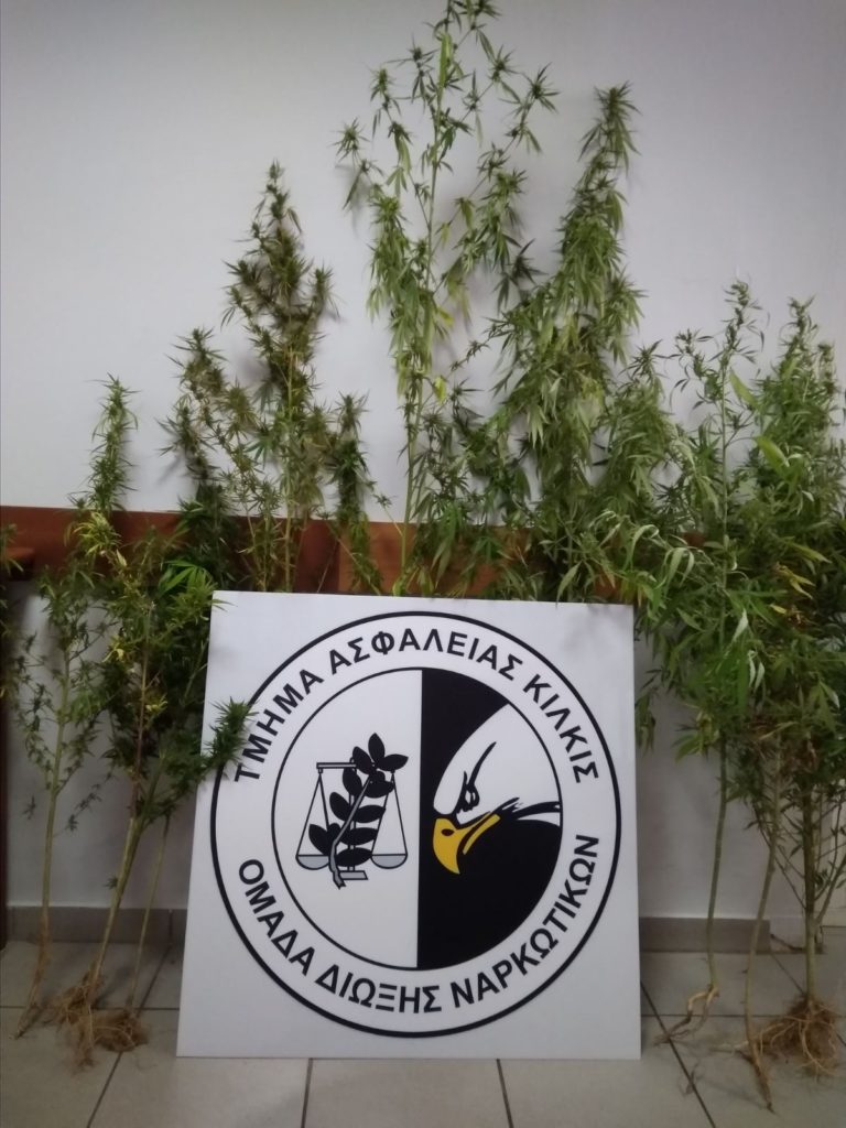 Συλλήψεις στην Κεντρική Μακεδονία για καλλιέργεια δενδρυλλίων κάνναβης