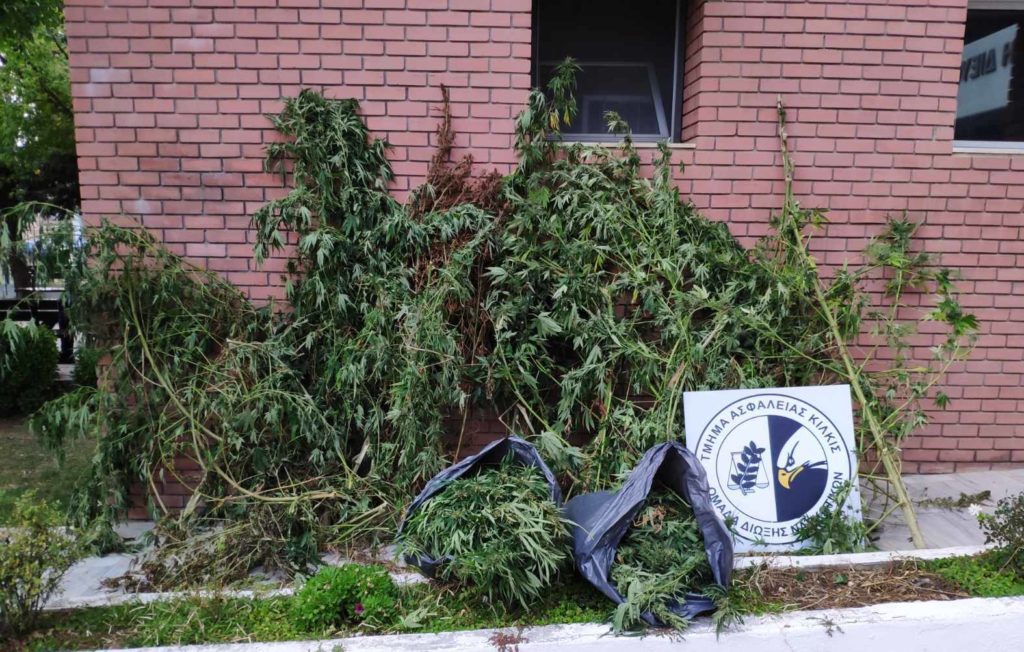Από το Τμήμα Ασφάλειας Κιλκίς συνελήφθη ένα άτομο για καλλιέργεια κάνναβης