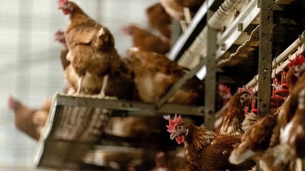 ΑΥΞΗΜΕΝΟΣ Ο ΚΙΝΔΥΝΟΣ ΕΠΑΝΕΜΦΑΝΙΣΗΣ ΤΗΣ ΓΡΙΠΗΣ ΤΩΝ ΠΤΗΝΩΝ