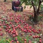 ΡΟΔΑΚΙΝΟ(1)