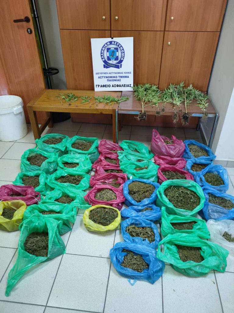 Συνελήφθη ημεδαπός σε περιοχή της Θεσσαλονίκης για καλλιέργεια δενδρυλλίων κάνναβης