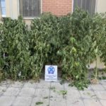 Κατάσχεση δενδυλλίων κάνναβης ΑΤ Παιονίας