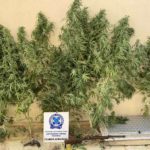 Κατάσχεση δενδρυλλίων κάνναβης ΑΤ Παιονίας(1)