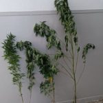 Κατάσχεση δενδρυλλίων κάνναβης ΤΑ Νάουσας(3)