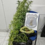Κατάσχεση κάνναβης ΤΑ Πολυγύρου(12)