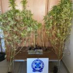 Σύλληψη για καλλιέργεια κάνναβης ΑΤ Παιονίας (2)