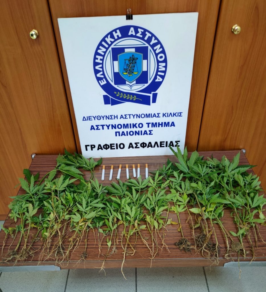 Από το Αστυνομικό Τμήμα Παιονίας συνελήφθη ημεδαπός για καλλιέργεια δενδρυλλίων κάνναβης