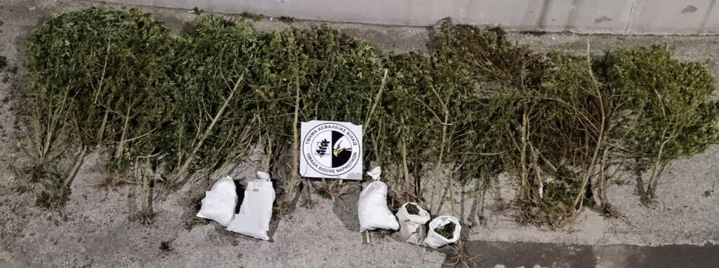 Από το Τμήμα Ασφάλειας Κιλκίς εντοπίστηκε φυτεία κάνναβης σε περιοχή της Θεσσαλονίκης