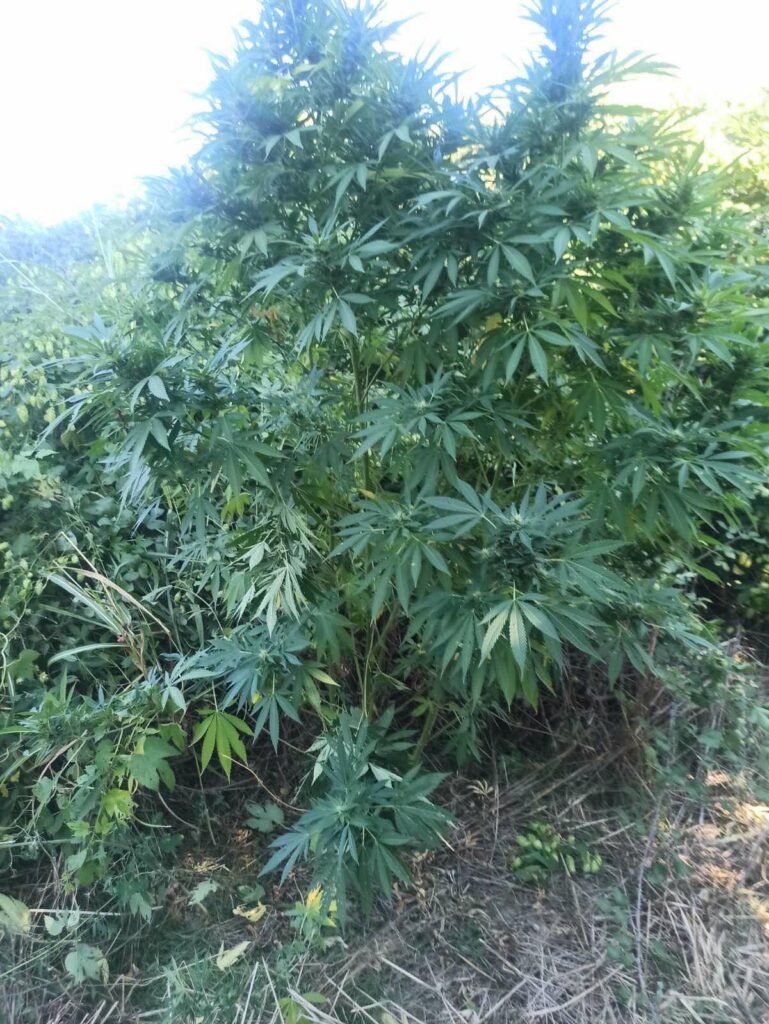 14-9-2022 (ΦΩΤΟ) Συνελήφθησαν 2 άτομα στην Κεντρική Μακεδονία για καλλιέργεια δενδρυλλίων κάνναβης