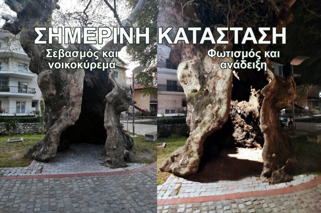 Δήμαρχος Έδεσσας Δημήτρης Γιάννου : Περί Πλατάνων