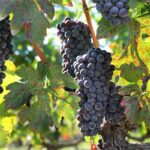 Wine harvest, Naoussa