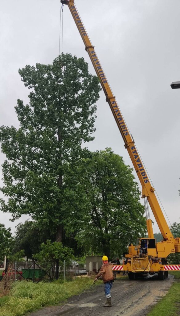 Άλλη μια δράση αντιμετώπησης ενός χρόνιου προβλήματος που αφορά τις κοπές επικίνδυνων δέντρων
