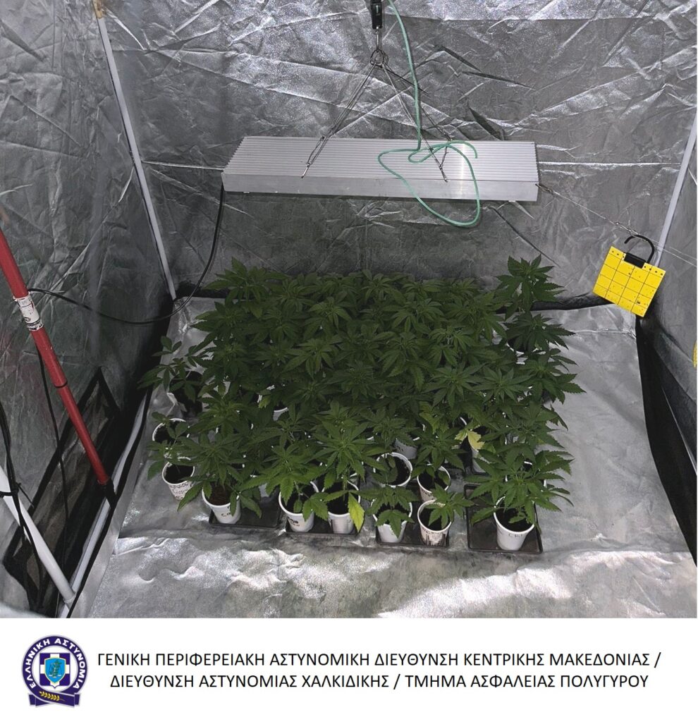 22-6-2023 (βιντεο & φωτο) Συνελήφθη ένα άτομο στη Χαλκιδική για καλλιέργεια, κατοχή και διακίνηση ναρκωτικών