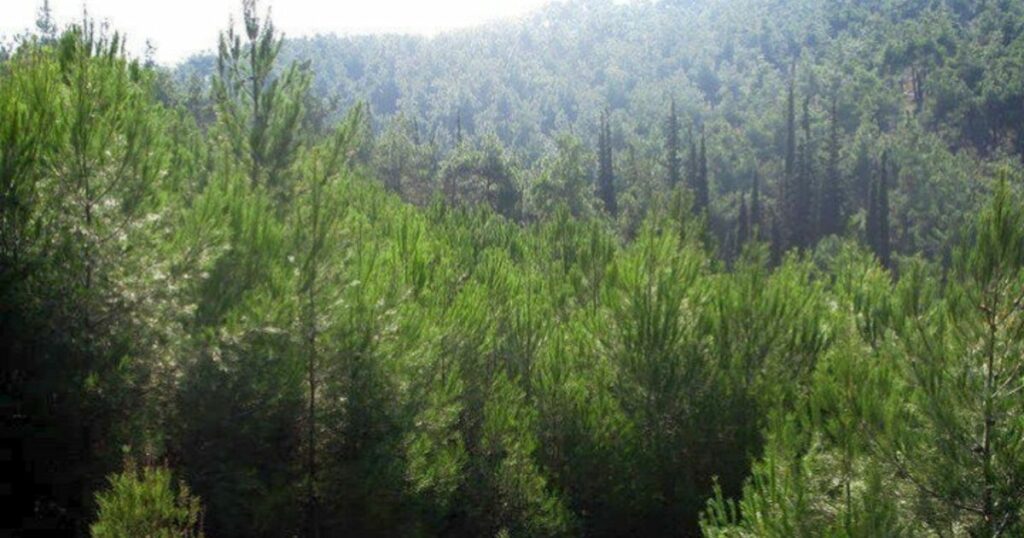 Απαγόρευση κυκλοφορίας σε δασικές περιοχές της Πέλλας