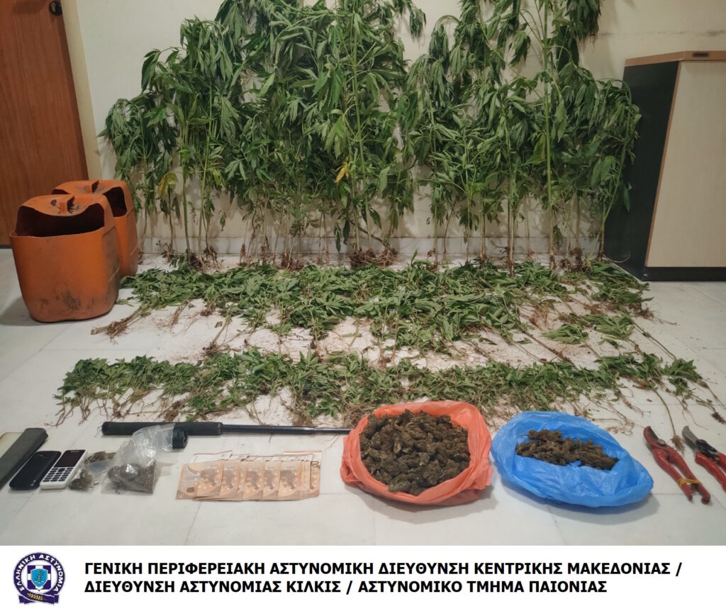 Από αστυνομικούς του Αστυνομικού Τμήματος Παιονίας εντοπίστηκε φυτεία δενδρυλλίων κάνναβης σε αγροτική περιοχή της Θεσσαλονίκης