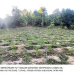 Εντοπισμός φυτειας κάνναβης 1