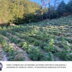 Εντοπισμός φυτειας κάνναβης 3