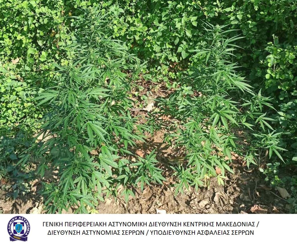 1-8-2023 (βίντεο & φωτο) Από την Υποδιεύθυνση Ασφάλειας Σερρών συνελήφθη ένα άτομο σε περιοχή των Σερρών για καλλιέργεια κάνναβης