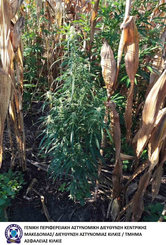 Από το Τμήμα Ασφάλειας Κιλκίς εντοπίστηκε στην Πέλλα φυτεία με πάνω από 400 δενδρύλλια κάνναβης