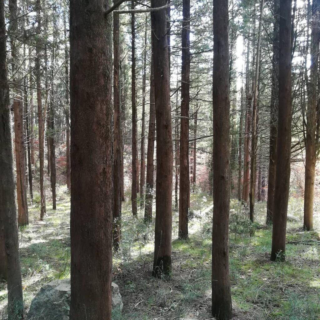 «ΕΝΑ ΔΕΝΤΡΟ ΓΙΑ ΤΟ ΚΛΙΜΑ … ΚΑΙ ΓΙΑ ΤΗ ΦΙΛΙΑ»