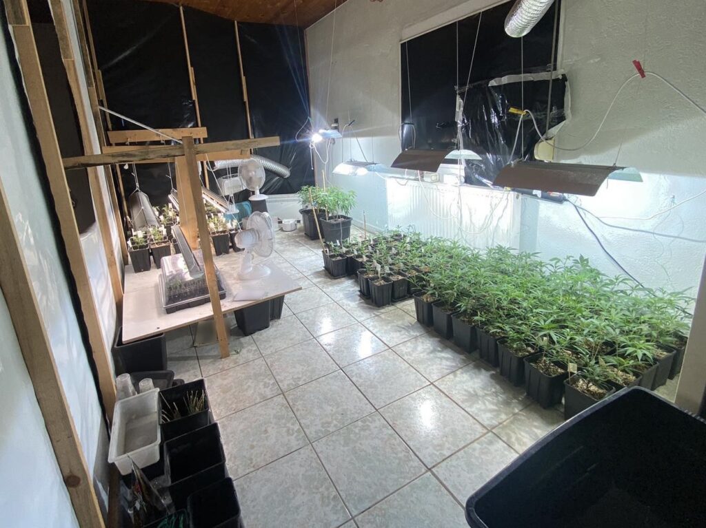 Από αστυνομικούς της Υποδιεύθυνσης Ασφάλειας Κατερίνης συνελήφθησαν 2 άτομα για καλλιέργεια δενδρυλλίων κάνναβης - Κατασχέθηκαν 347 δενδρύλλια κάνναβης