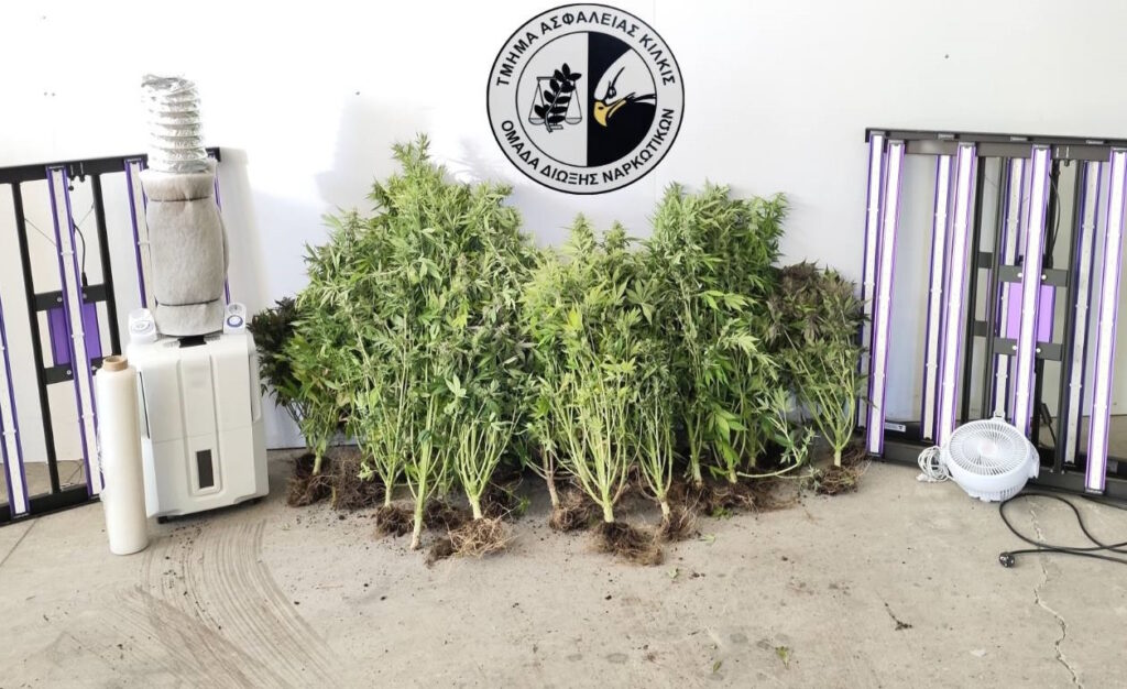Από το Τμήμα Ασφάλειας Κιλκίς συνελήφθη ένα άτομο για καλλιέργεια δενδρυλλίων κάνναβης