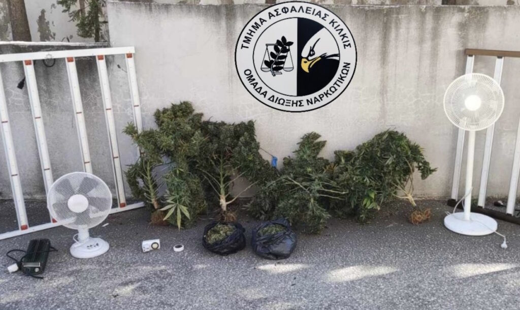 Από το Τμήμα Ασφάλειας Κιλκίς συνελήφθη ένα άτομο για καλλιέργεια δενδρυλλίων κάνναβης