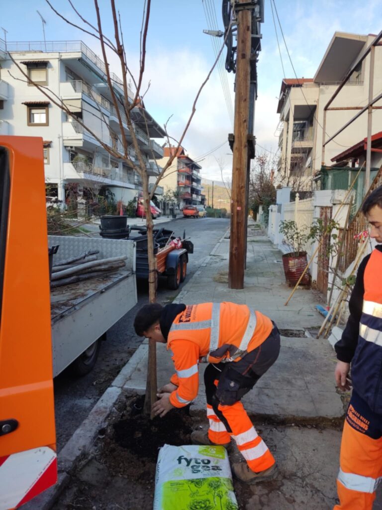 Αναβάθμιση δενδροστοιχιών πόλης Έδεσσας