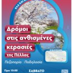 Diadromes_Kerasies_2025_Grafeio_Tourismou_PELLAS