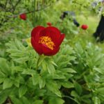 IMG-4f9b8b4c6dd20bf31726a15203ba80e0-V