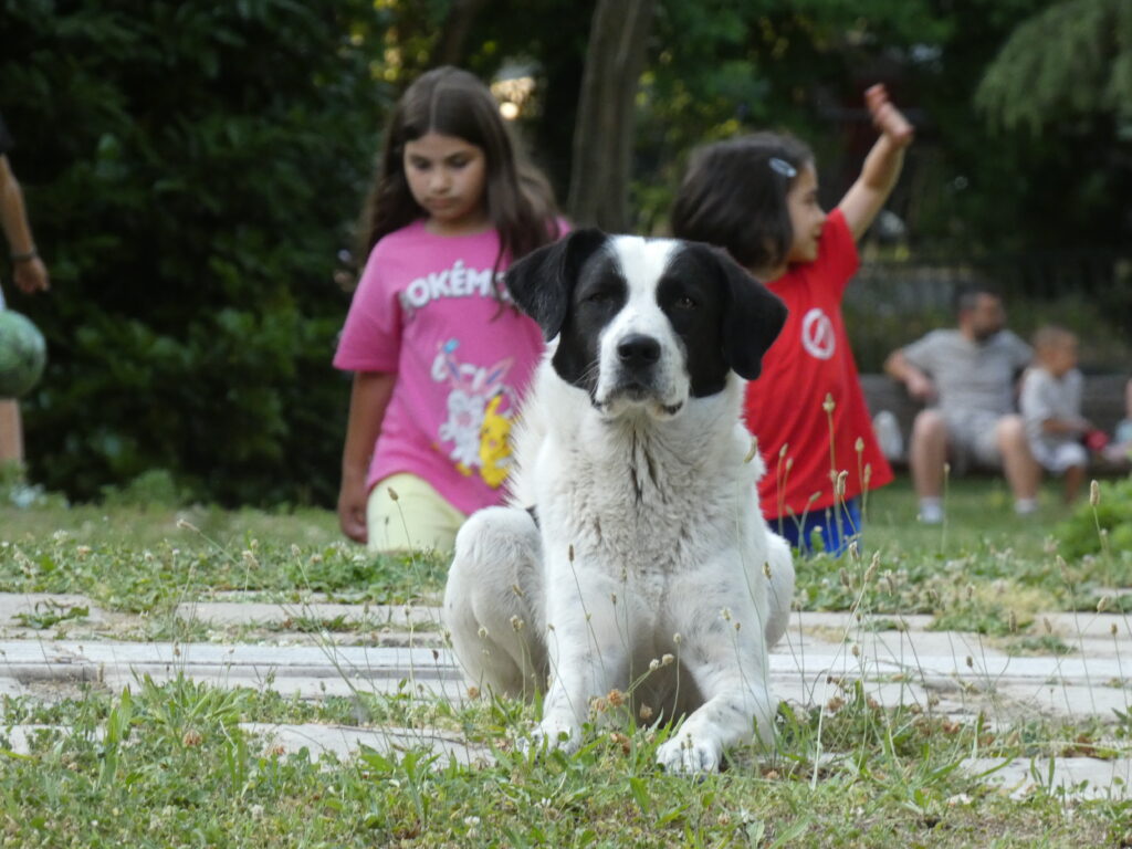 Πρόγραμμα Διαχείρισης Αδέσποτων Ζώων Συντροφιάς Δήμου Έδεσσας - (23813 50722)
