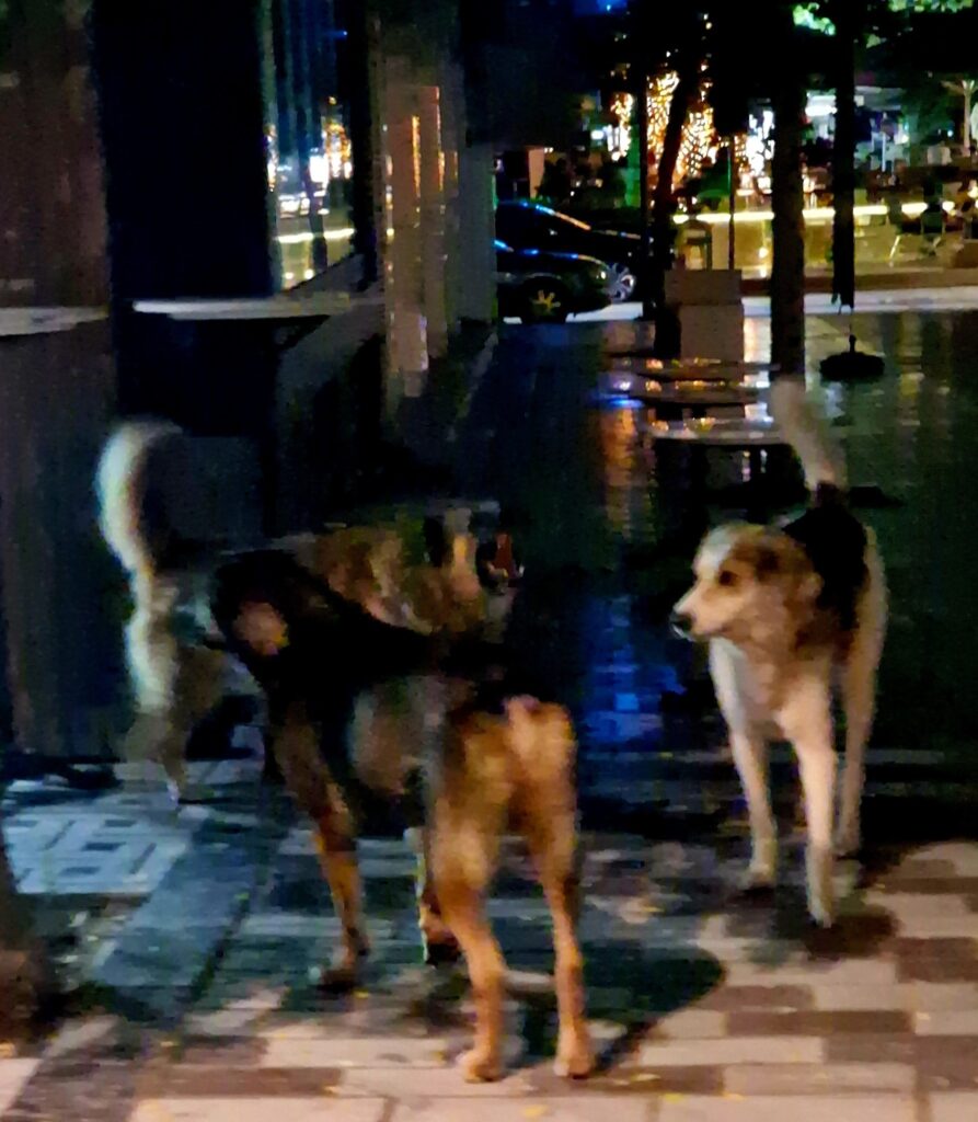 Συνεργασία Ευθύνης - «Αδέσποτα σκυλιά: Η Έδεσσα σε κίνδυνο – Μαθήματα από τα περιστατικά στους όμορους δήμους»