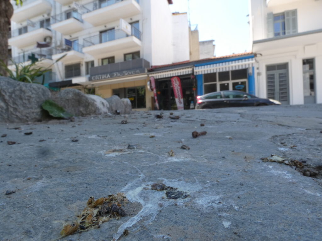 Πλατεία Μεγάλου Αλεξάνδρου – Μικρό πάρκο, μεγάλο... πρόβλημα με τις κουτσουλιές