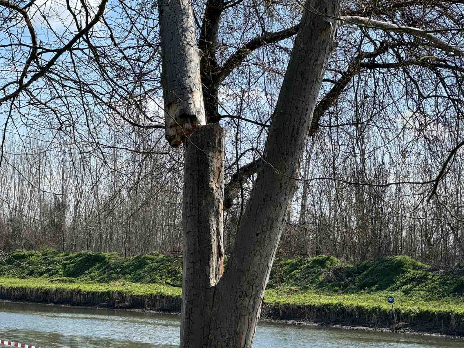 Παρέμβαση του Δήμου Πέλλας για την αποτροπή εξάπλωσης έλκους πλατάνου στο Λουδία
