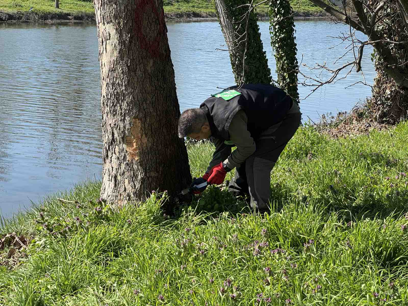 Παρέμβαση του Δήμου Πέλλας για την αποτροπή εξάπλωσης έλκους πλατάνου στο Λουδία