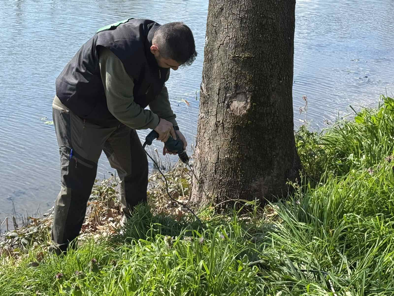 Παρέμβαση του Δήμου Πέλλας για την αποτροπή εξάπλωσης έλκους πλατάνου στο Λουδία