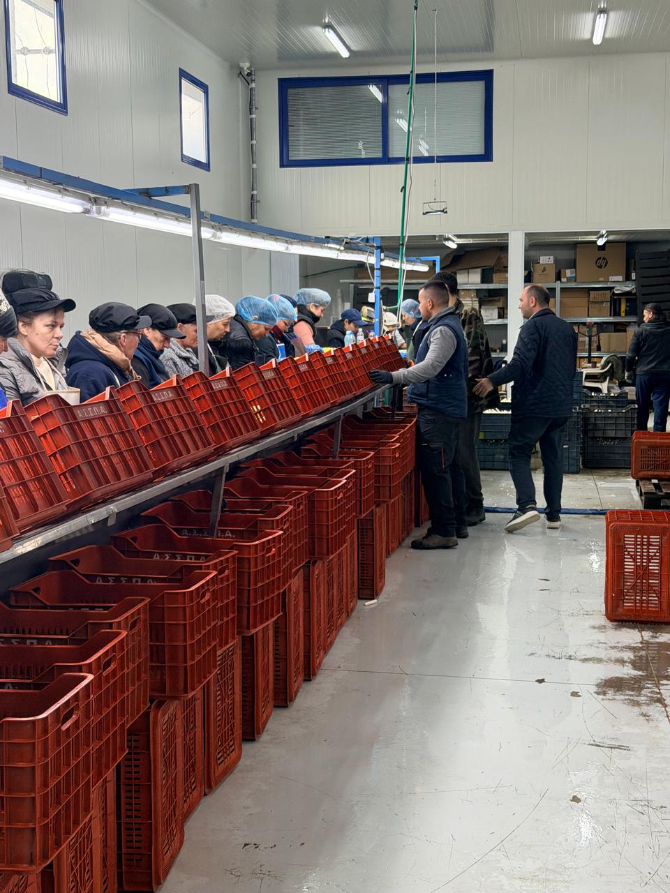 Επίσκεψη Λάκη Βασιλειάδη σε αγροτικούς συνεταιρισμούς και ομάδες παραγωγών της Αλμωπίας για το σπαράγγι: «Μια δυναμική καλλιέργεια για την περιοχή μας που οφείλουμε να στηρίζουμε»