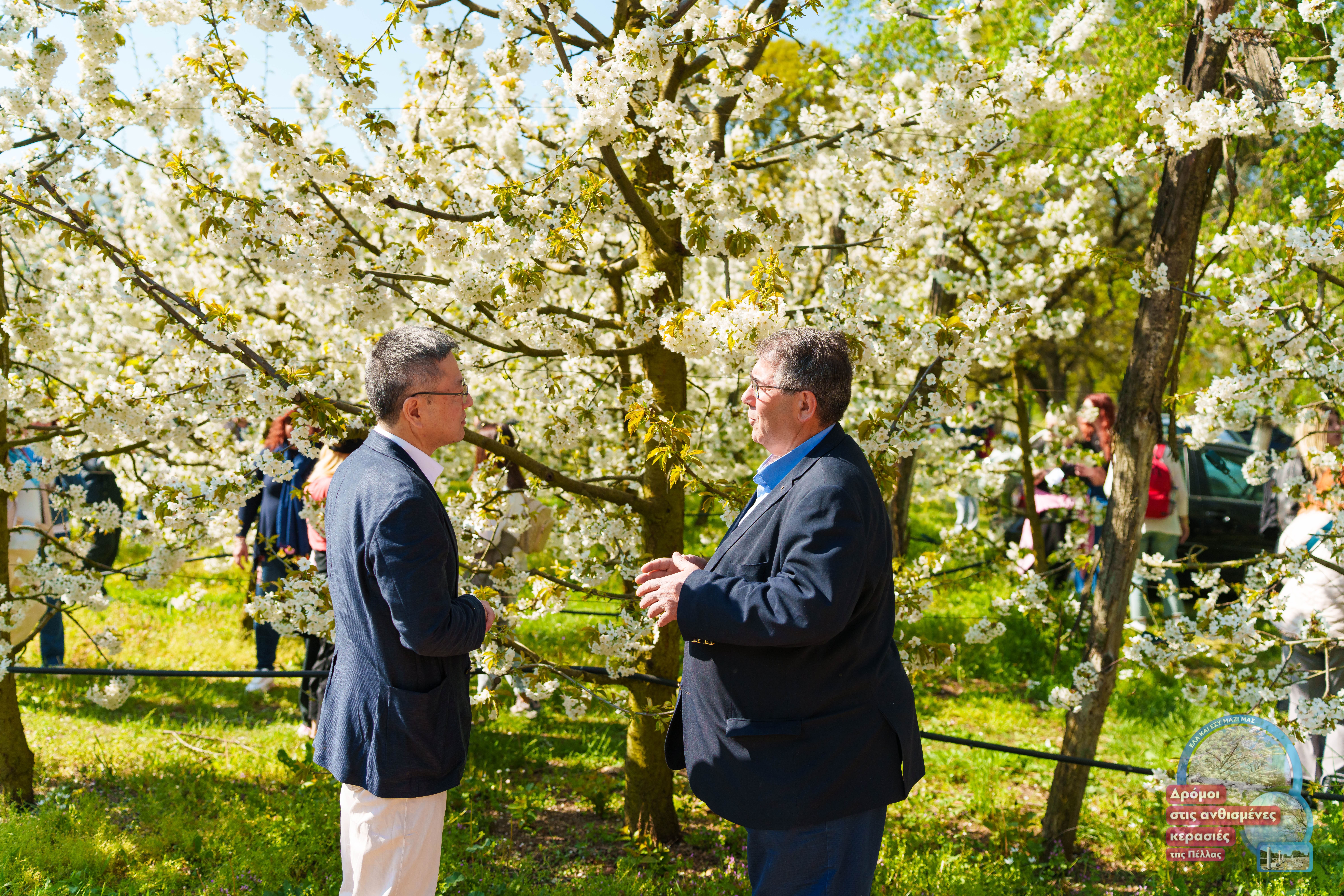 Με μεγάλη επιτυχία η πραγματοποίηση και της 2ης εκδήλωσης-γιορτής των ανθισμένων κερασιών στην Πέλλα